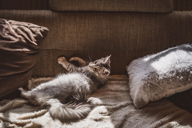 The truth about pet-friendly apartments that most people misunderstand
