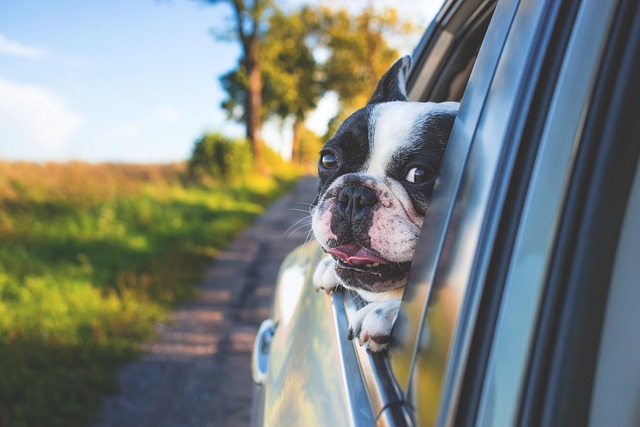 Traveling with pets starts long before the trip begins